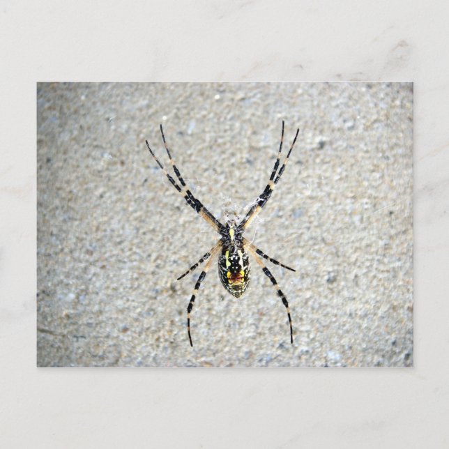 Cartão Postal Cartão-postal do escrevendo Spider (Frente)