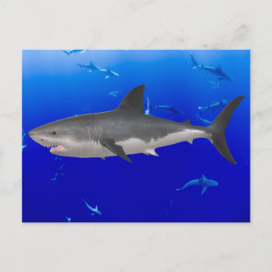 Cartão Postal Cartão-postal do Excelente White Shark