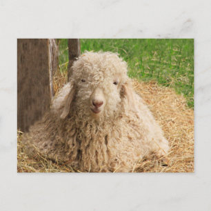 Cartão Postal Cartão-postal do felpudo Baby Angora Goat