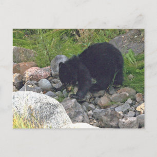 Cartão Postal Cartão-postal do filhote de urso negro em Yellowst