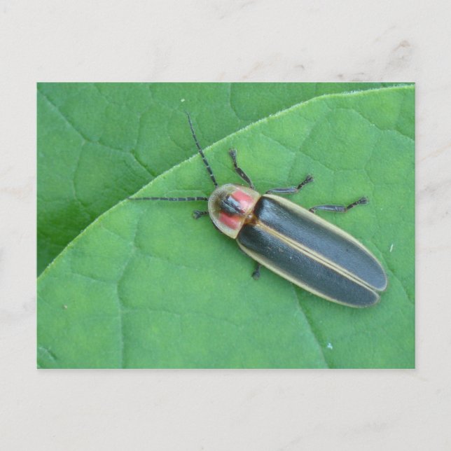 Cartão Postal Cartão-postal do Firefly Pyralis. (Frente)
