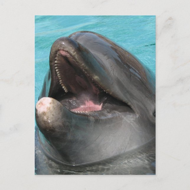 Cartão Postal Cartão-postal do Flipper (Frente)