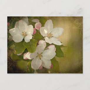 Cartão Postal Cartão-postal do Flor da Apple