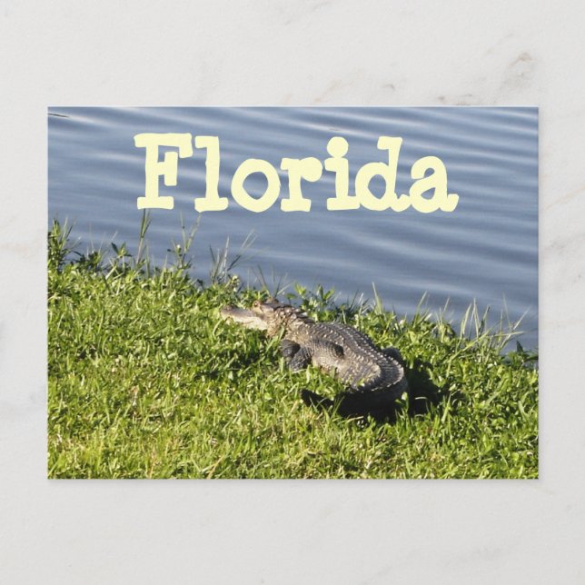 Cartão Postal Cartão-postal do Florida Gator (Frente)
