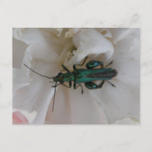 Cartão Postal Cartão-postal do Flower Beetle