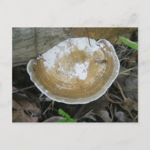 Cartão Postal Cartão-postal do Fungo do Colchete Brown Tan