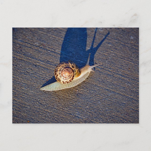 Cartão Postal Cartão-postal do Garden Snail (Frente)