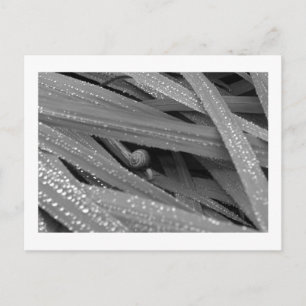 Cartão Postal Cartão-postal do Garden Snail