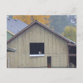 Cartão Postal Cartão-postal do Gatinho Barn