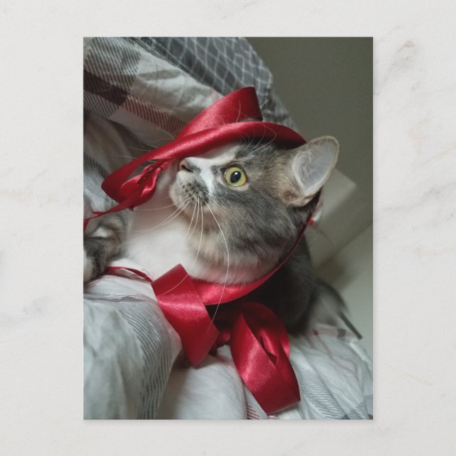 Cartão Postal Cartão-postal do Gatinho Núbero Cute (Frente)