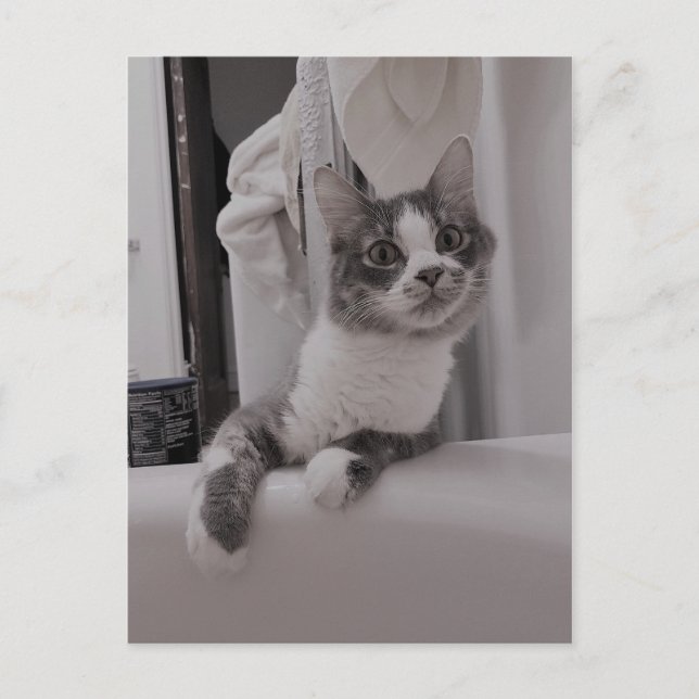 Cartão Postal Cartão-postal do Gatinho Núbero Cute (Frente)