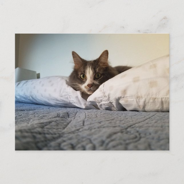 Cartão Postal Cartão-postal do Gatinho Núbero Cute (Frente)