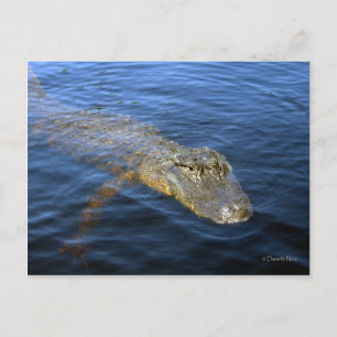 Cartão Postal Cartão-postal do Gator