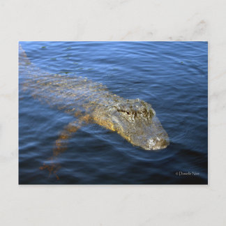 Cartão Postal Cartão-postal do Gator