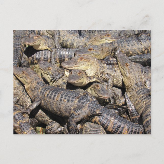 Cartão Postal Cartão-postal do Gator Pile (Frente)