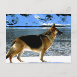 Cartão Postal Cartão-postal do german shepherd