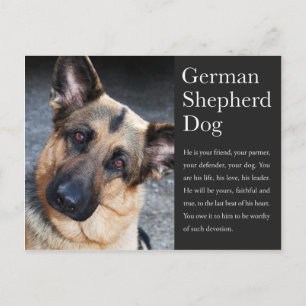 Cartão Postal Cartão-postal do german shepherd