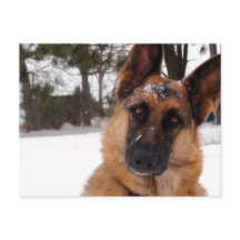 Cartão-postal do german shepherd