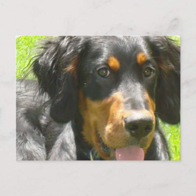 Cartão Postal Cartão-postal do Gordon Setter Dog (Frente)