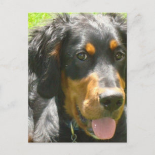 Cartão Postal Cartão-postal do Gordon Setter Dog