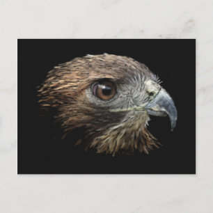 Cartão Postal Cartão-postal do Hawk de cauda vermelha
