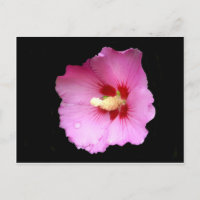 Cartão-postal do Hibiscus Rosa