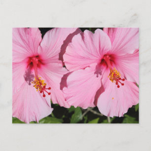 Cartão Postal Cartão-postal do Hibiscus Rosa Duplo