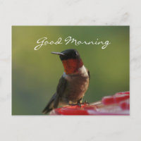 Cartão-postal do Homem Hummingbird- personalizar