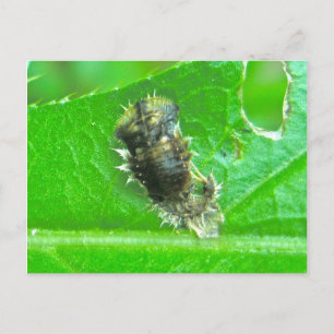 Cartão Postal Cartão-postal do Inseto Tortoise Beetle Larva