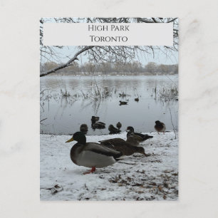 Cartão Postal Cartão-postal do inverno em High Park Toronto