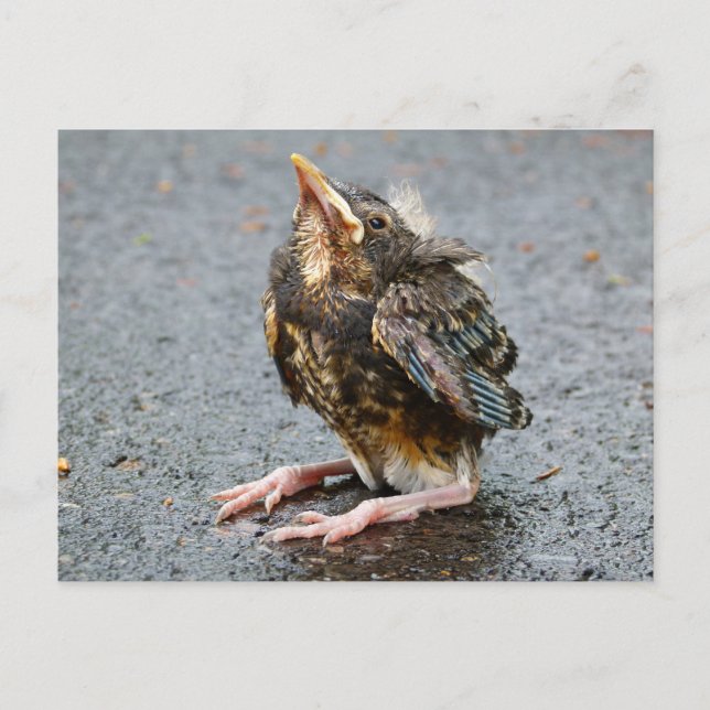 Cartão Postal Cartão-postal do jovem robin sentado (Frente)