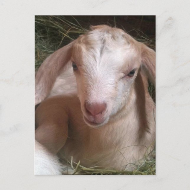 Cartão Postal Cartão-postal do Kid Goat (Frente)