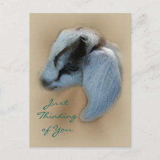 Cartão Postal Cartão-postal do Kid Goat- personalizar