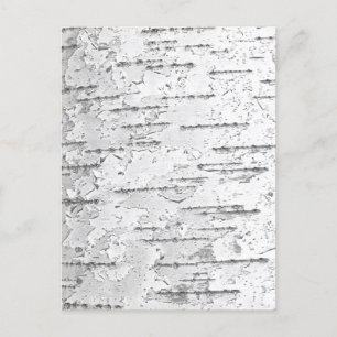 Cartão Postal Cartão-postal do Latido White Birch