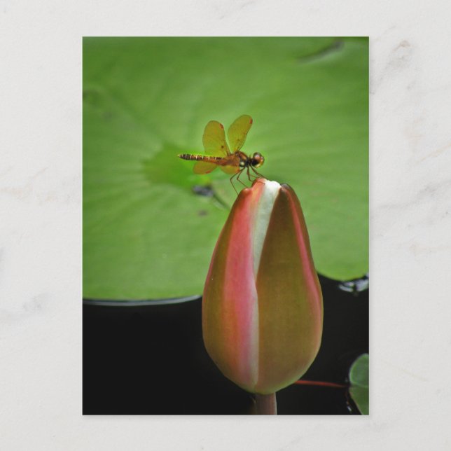 Cartão Postal Cartão-postal do Libélula de Asa Âmbar (Frente)