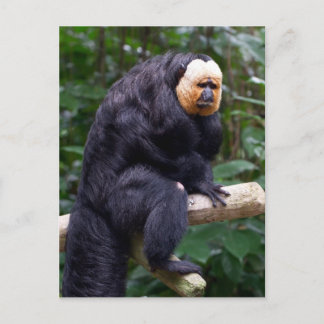 Cartão Postal Cartão-postal do macaco Saki White Faced