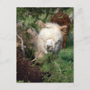 Cartão Postal Cartão-postal do Magnet Alpaca