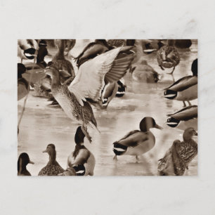 Cartão Postal Cartão-postal do Mallard Preto e Branco