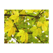 Cartão-postal do Mapeamento de Campo Amarelo