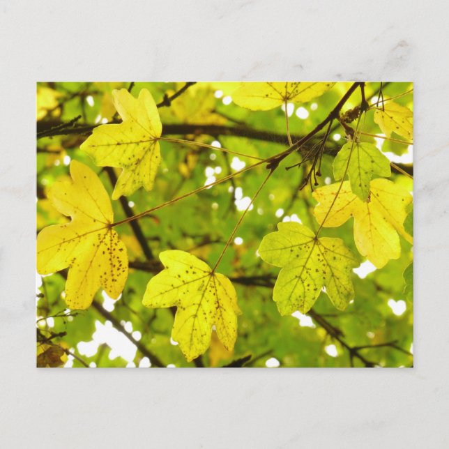 Cartão Postal Cartão-postal do Mapeamento de Campo Amarelo (Frente)