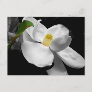 Cartão Postal Cartão-postal do Marketing Magnolia Blossom