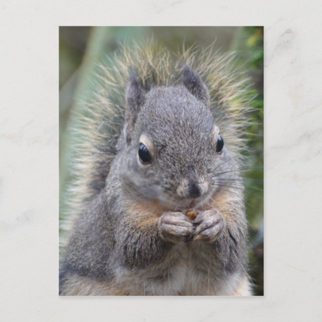 Cartão Postal Cartão-postal do meu Felpudo Amigo (Frente)