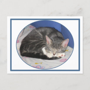 Cartão Postal Cartão-postal do Nap Mittens Kitten