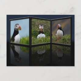 Cartão Postal Cartão-postal do Nest Building Puffin