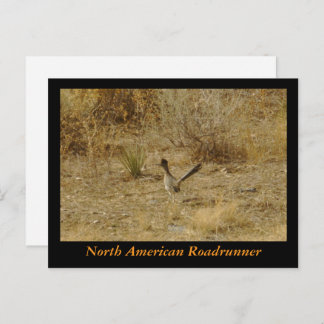 Cartão Postal Cartão-postal do North American Roadrunner