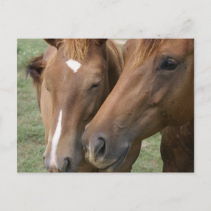 Cartão Postal Cartão-postal do Nuzzle Cavalo