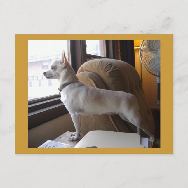 Cartão Postal Cartão-postal do Office Chihuahua (Frente)