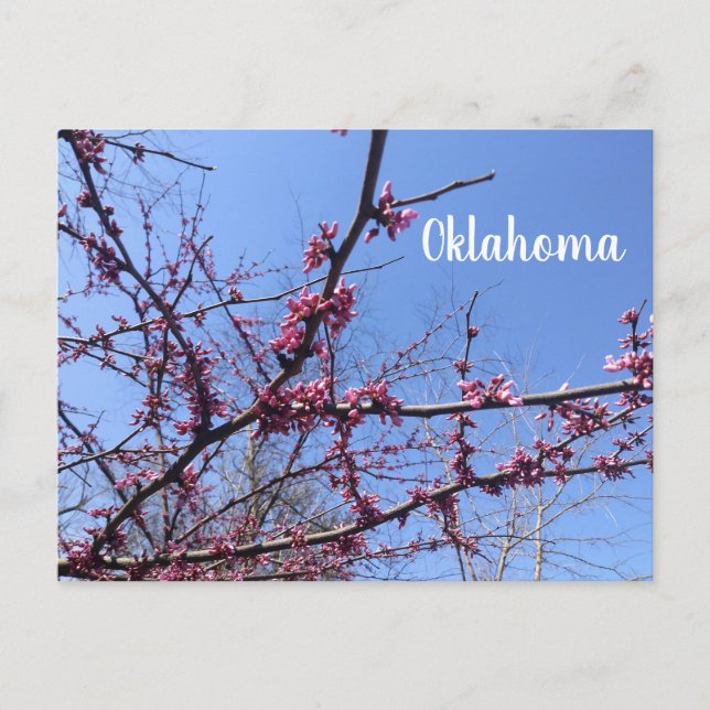 Cartão Postal Cartão-postal do Oklahoma Redbud (Frente)