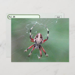 Cartão Postal Cartão-postal do Orbweaver Spider