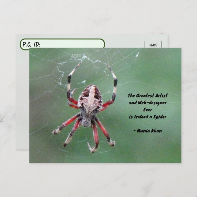 Cartão Postal Cartão-postal do Orbweaver Spider (Frente/Verso)